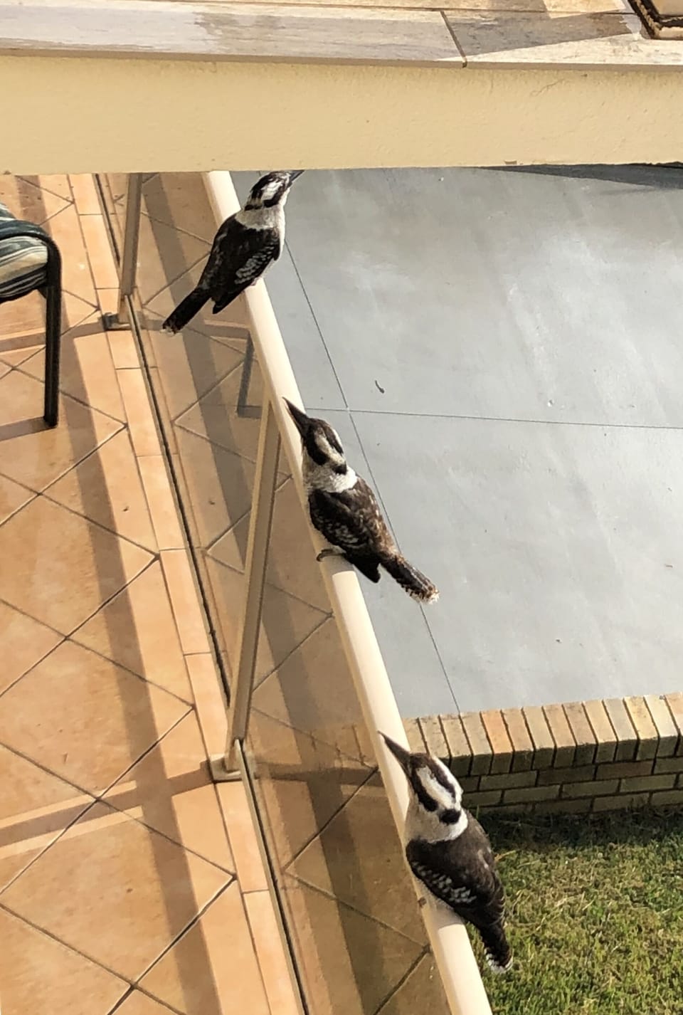 Occasional visitors