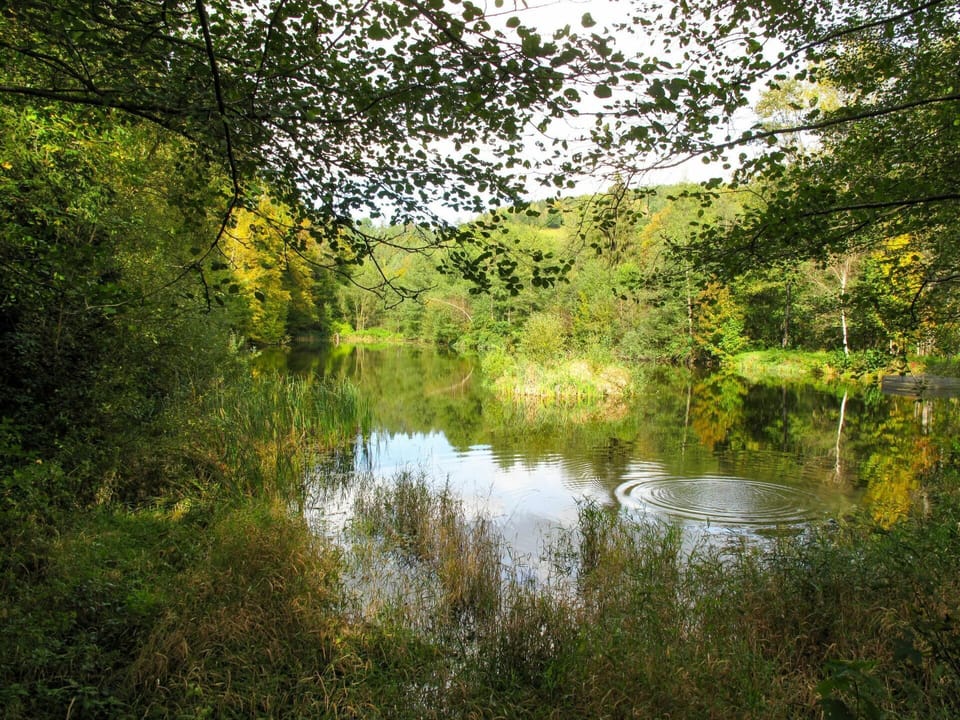 Natural Landscape, Nature, Tree, Water, Reflection, Natural Environment, Nature Reserve, Green, Vegetation, Bank