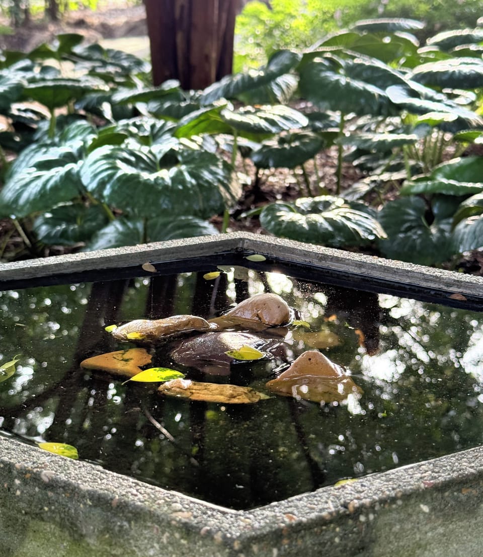 Bird bath