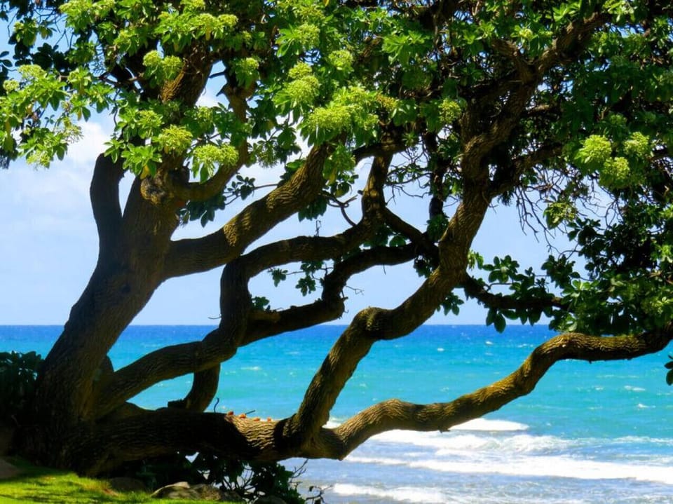 Shaded shoreline spot perfect for relaxing under the trees