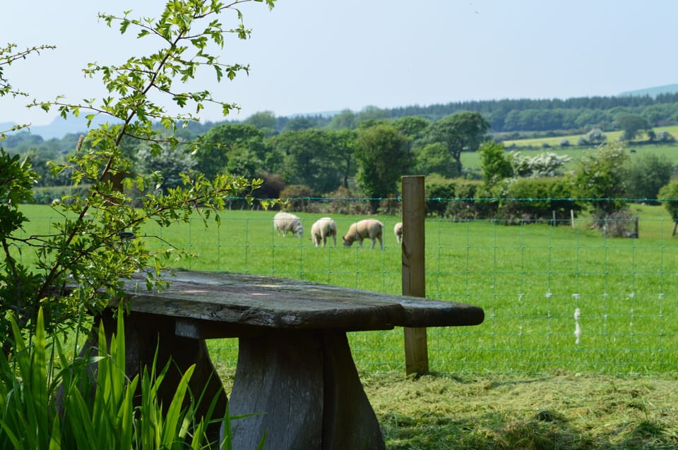 Spring lambs. View from the raised garden. 