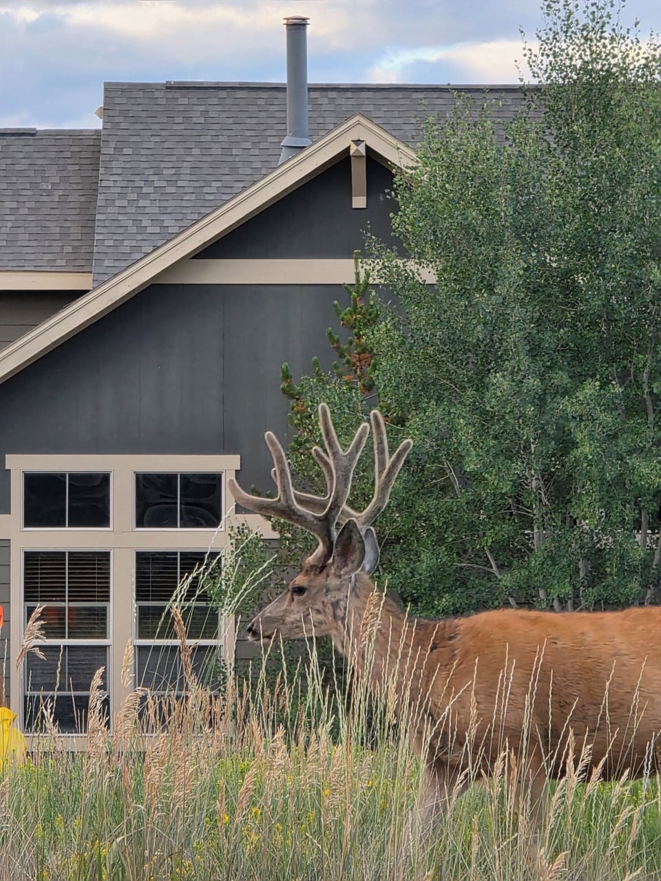 Wildlife directly outside the house