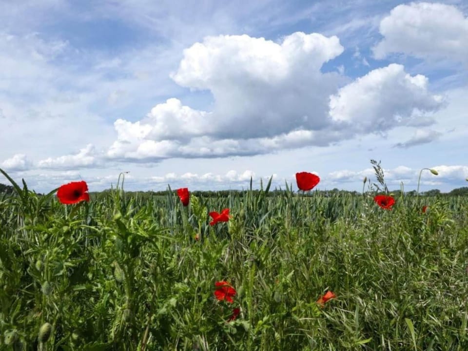 Region [summer] (>5 km)