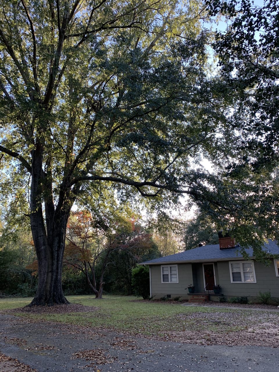 Beautiful yard with large trees
