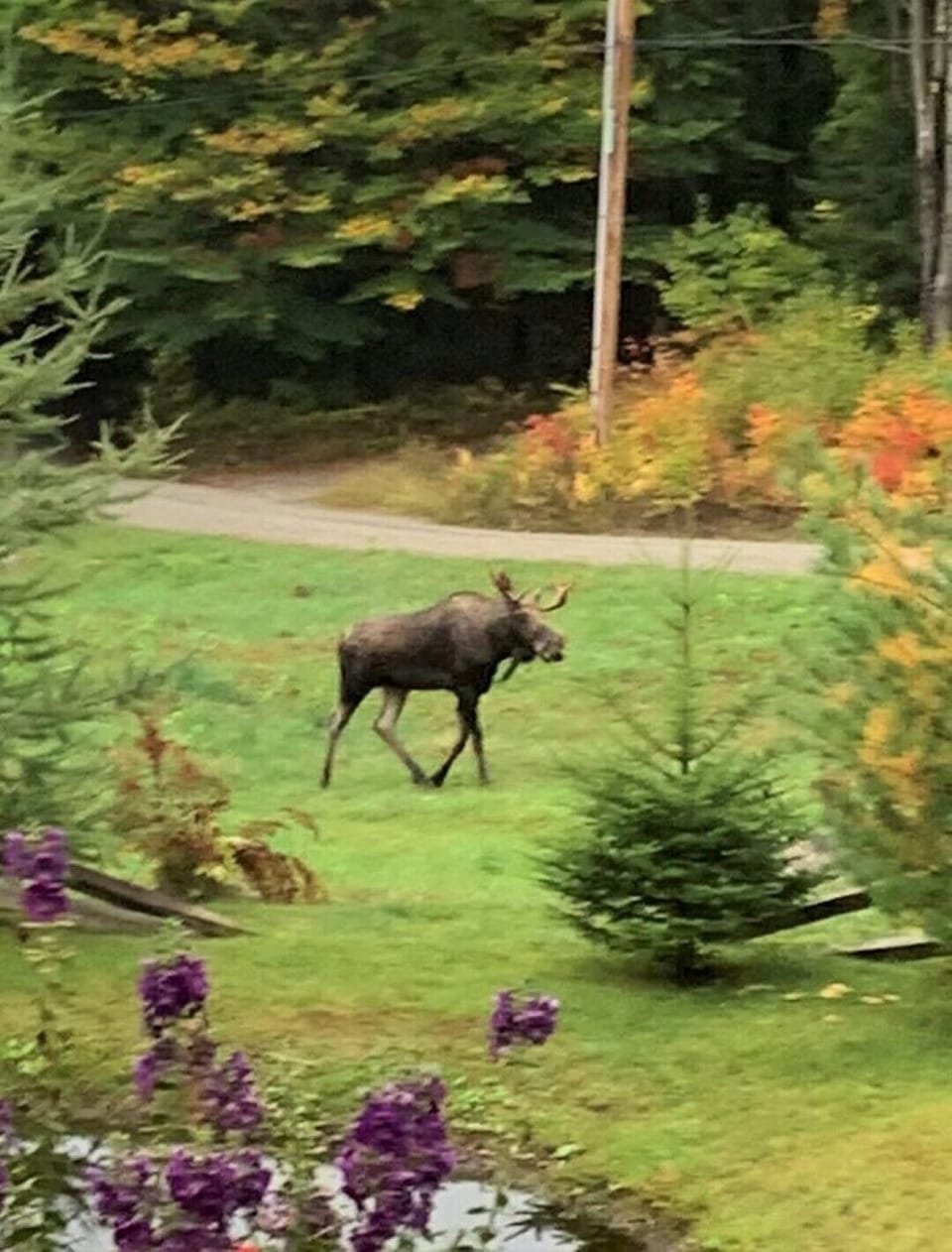 A moose on the loose!