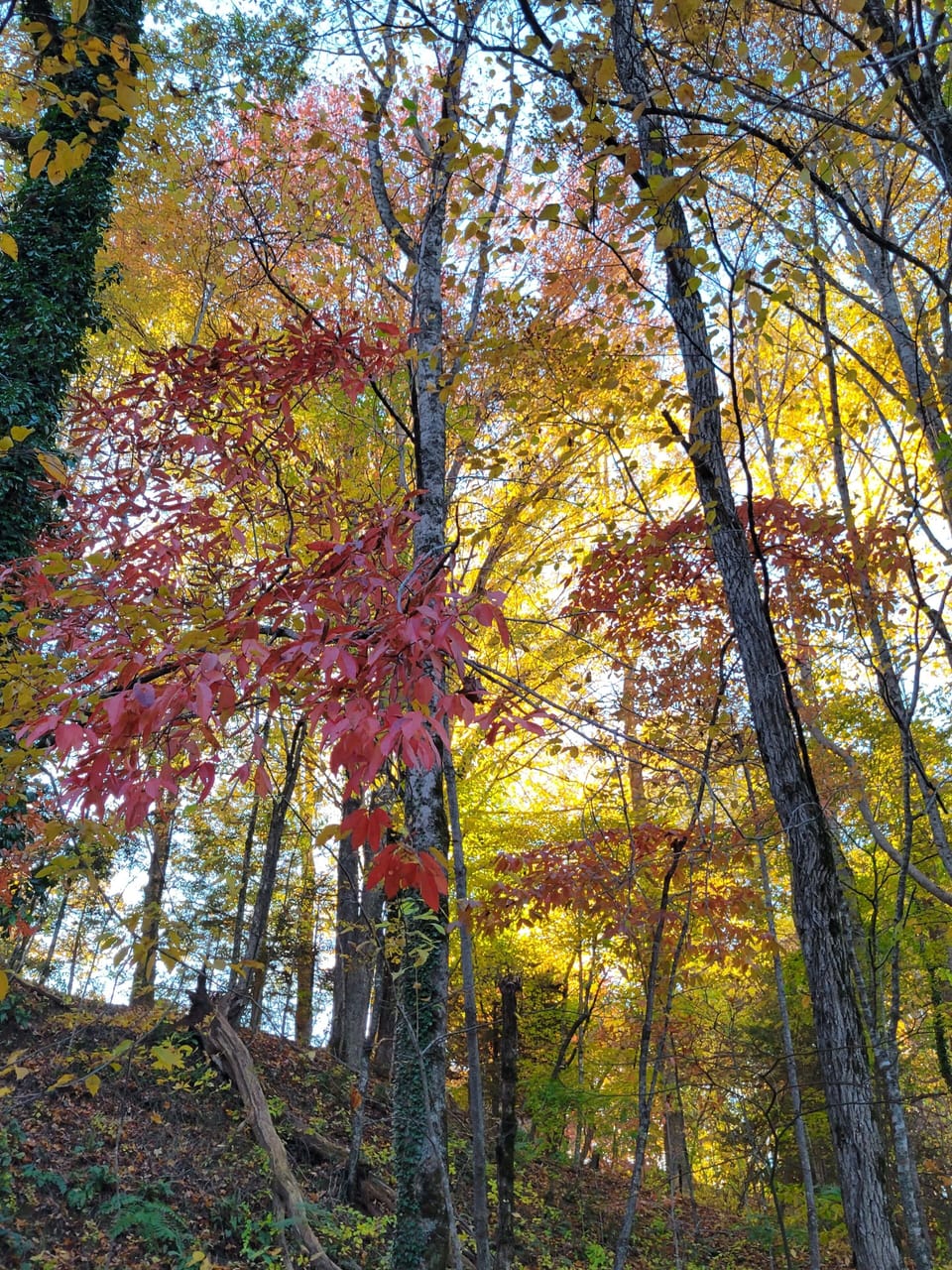 Fall colors