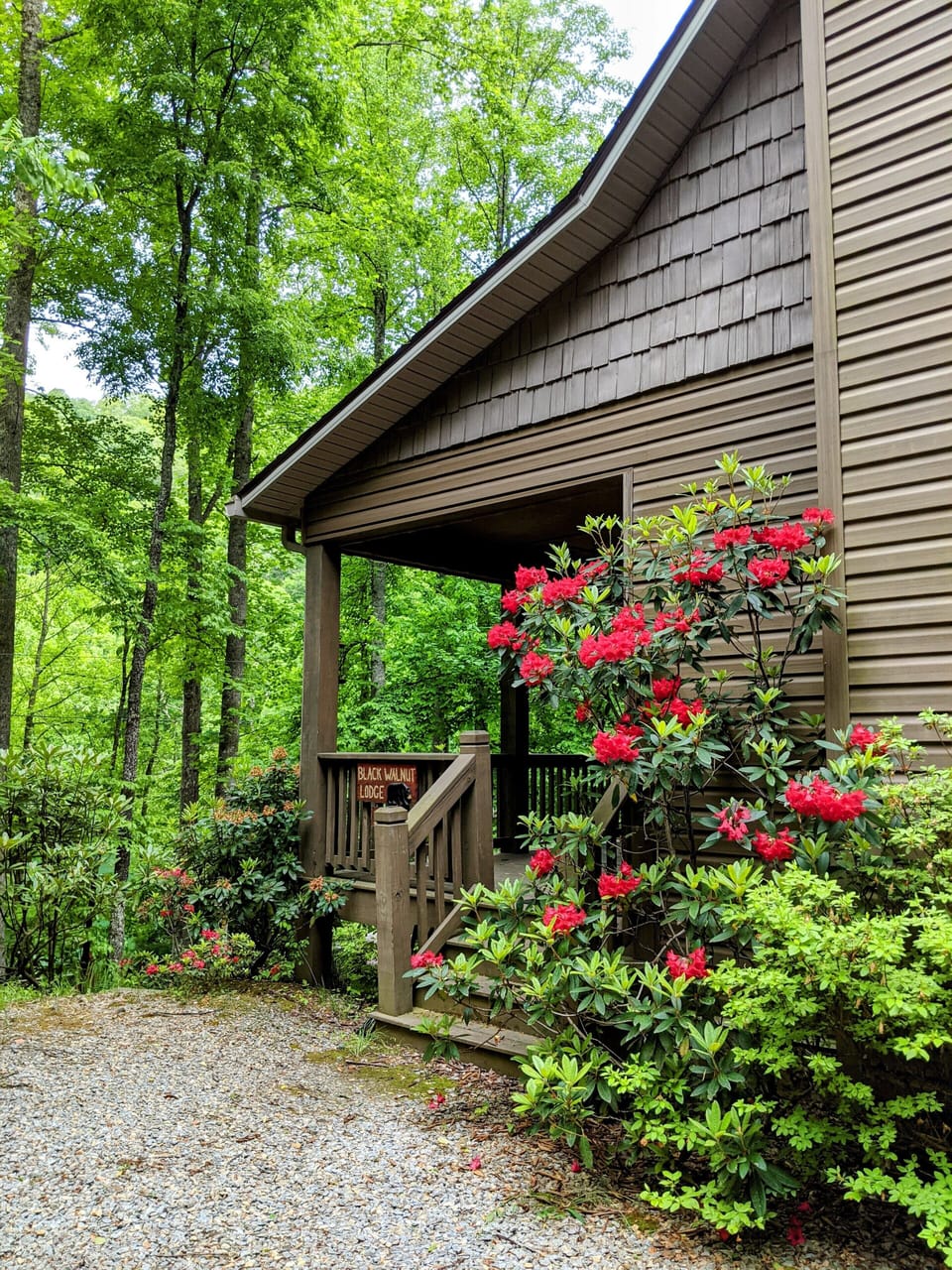 Lots of rhododendron and azaleas blooming in the spring
