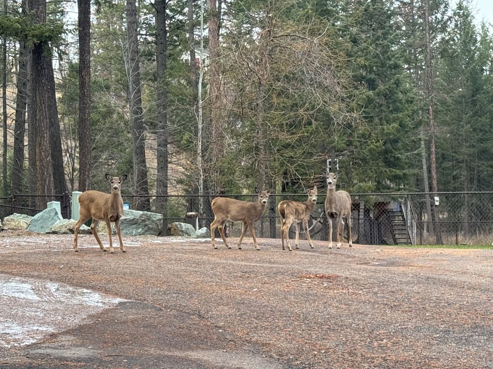 Deer, Fox and occasional Turkeys frequent our property.