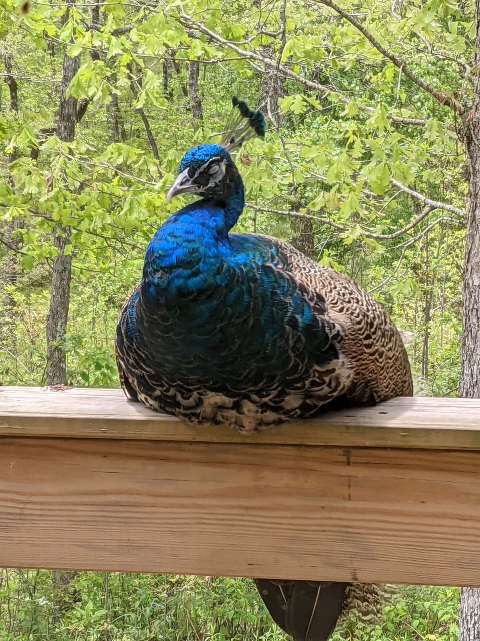 Enjoy the occasional visit from a friendly peacock or other farm animals