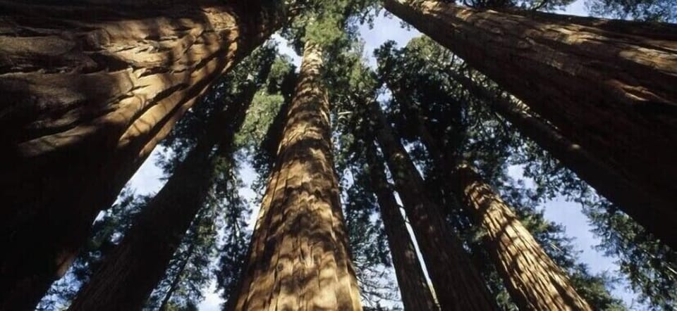Sequoia National Park