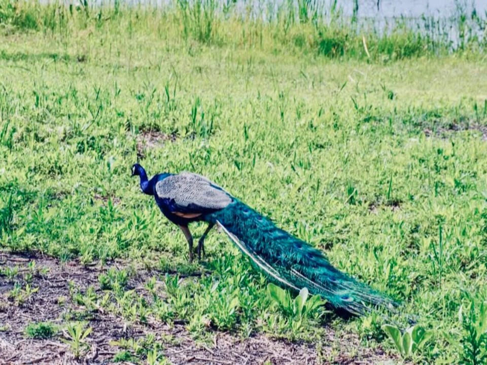 Neighborhood peacock