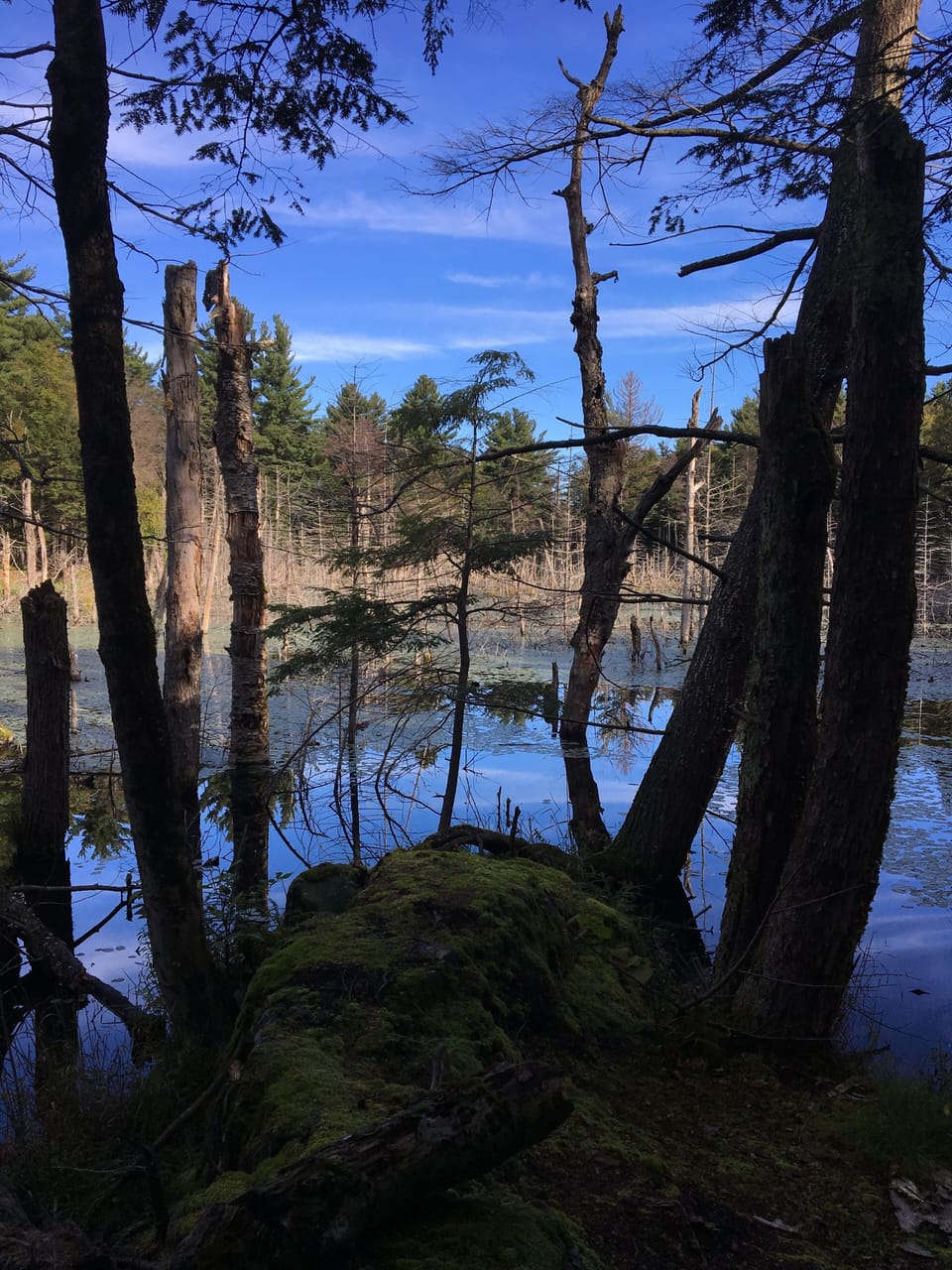 One of the many beaver ponds around.