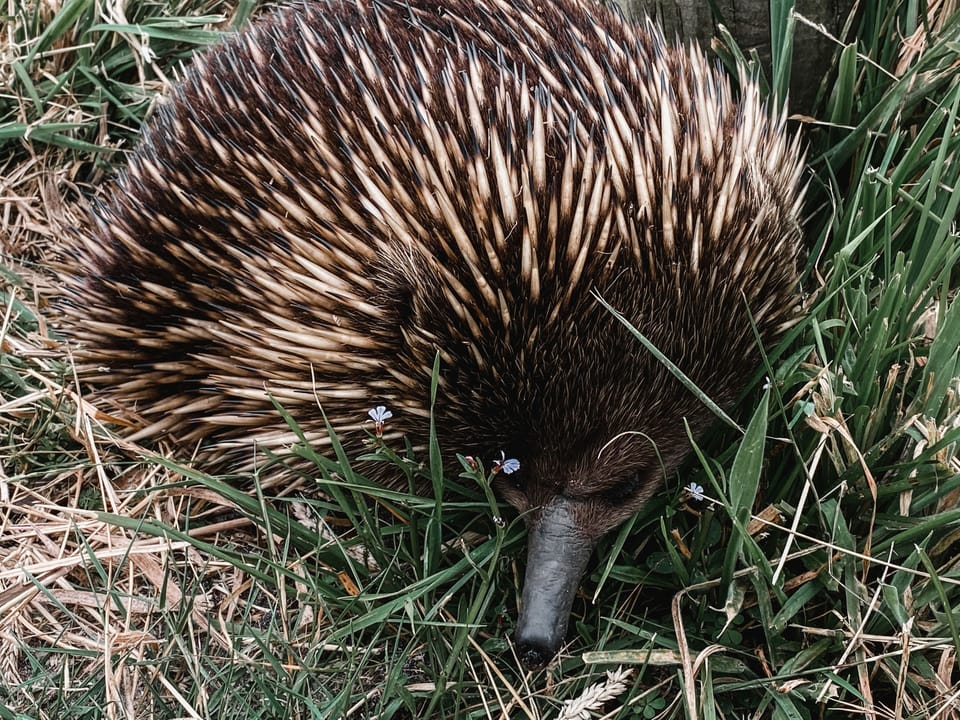 Echidna in our backyard!