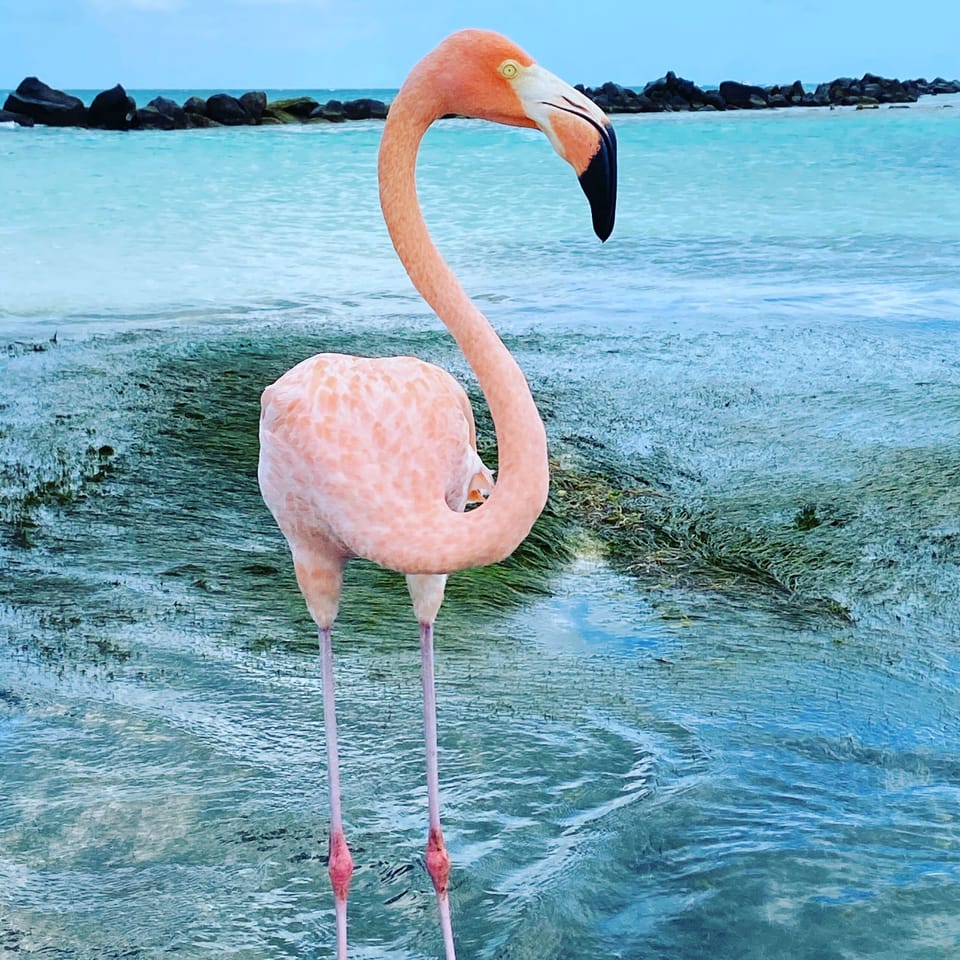 flamingo