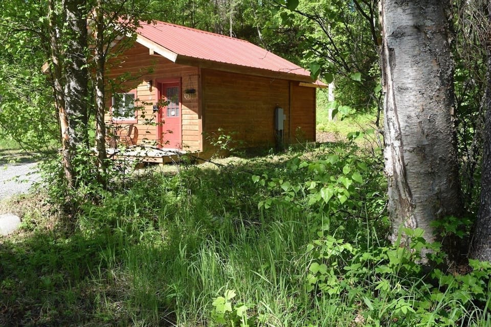 Birch Cabin Summer