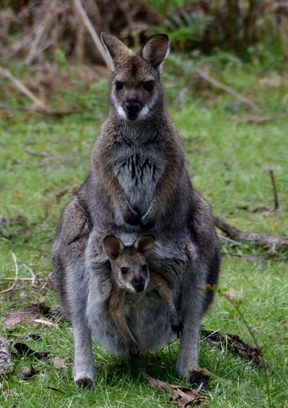 Kangaroos and wallabies graze around the boat shed every evening