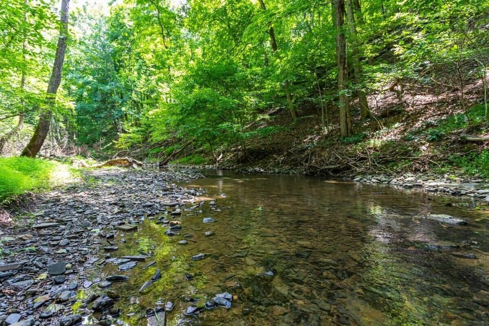 Outside the cabin is unbothered nature.