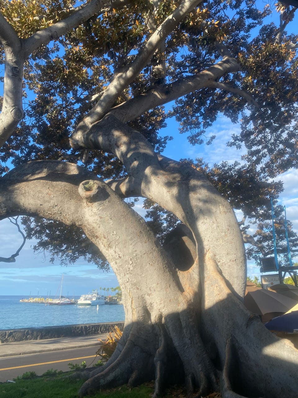 Beautiful tree in downtown Kona.