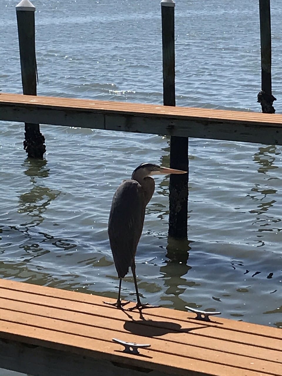 Walter is always at the dock area to greet you.
