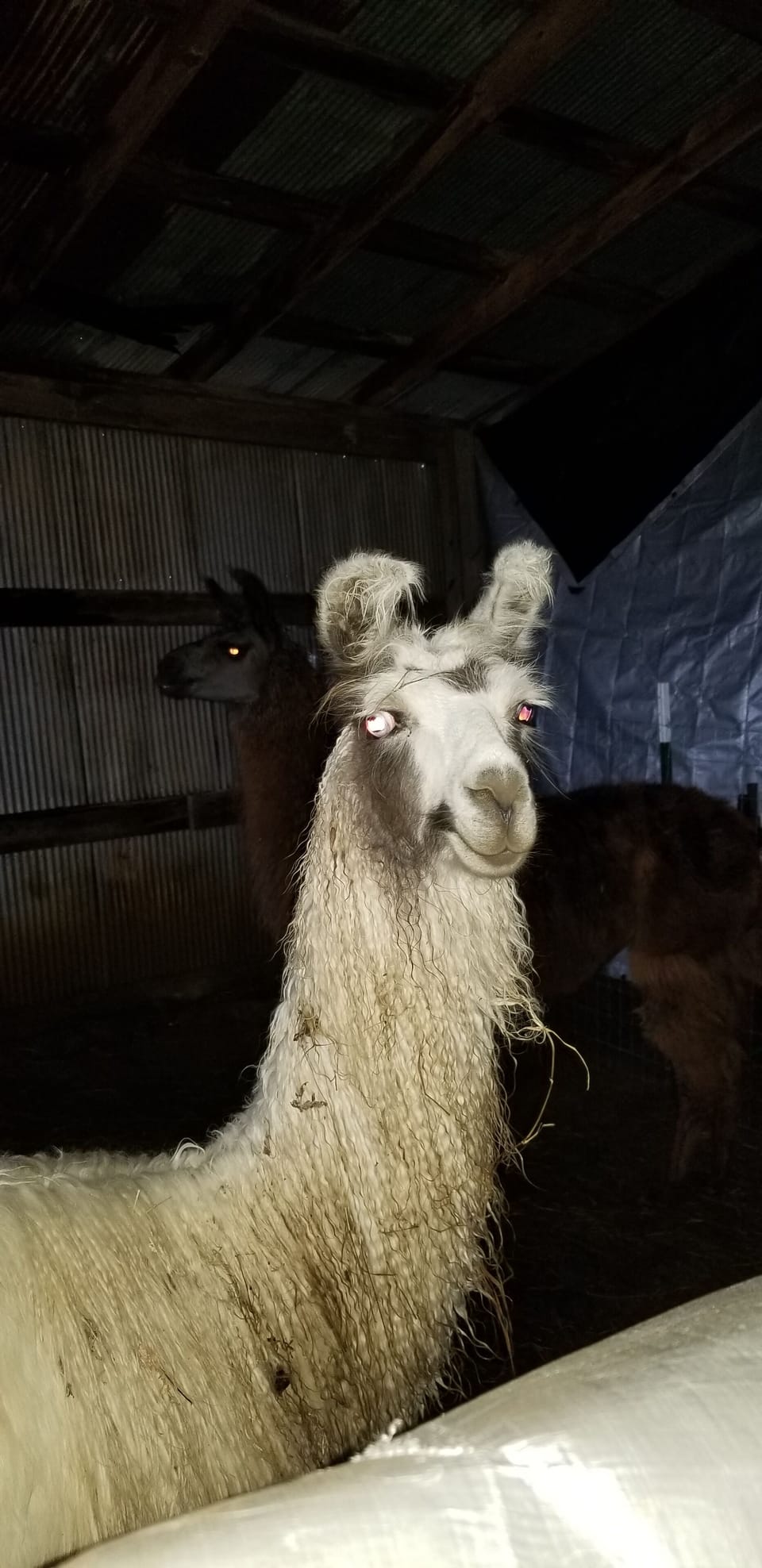 Meet the neighbors!  llama farm next door.