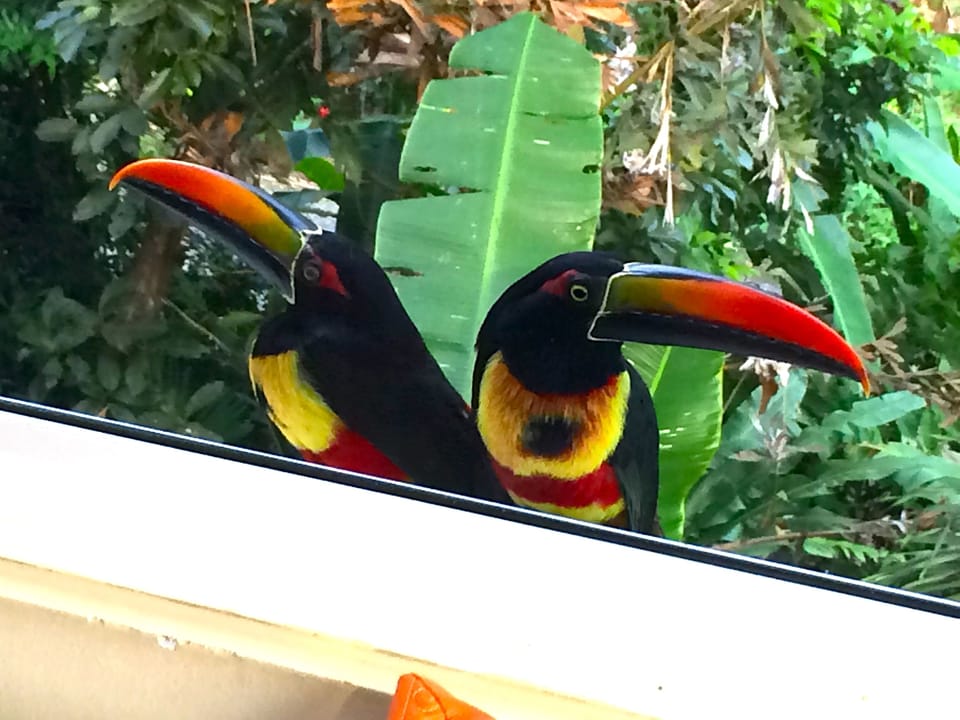 JUNGLE VISITORS (1)