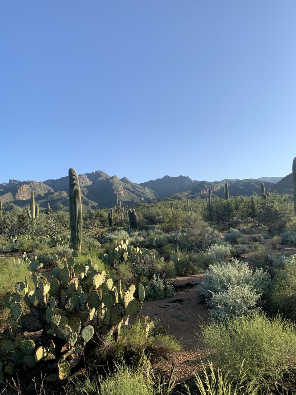 Nearby Saguaro National Park