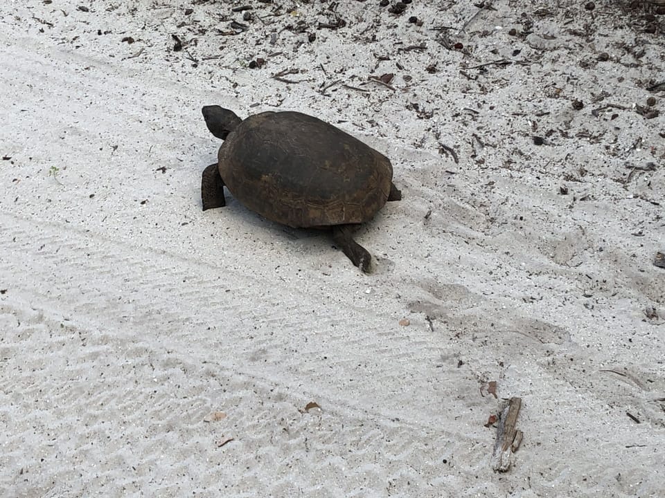 One of the locals