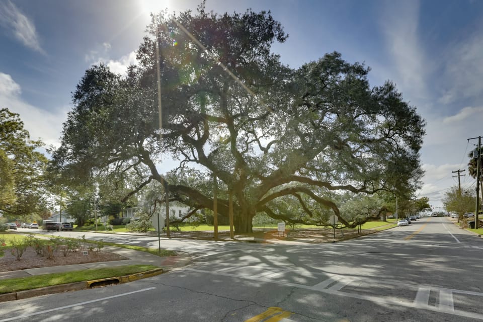 2 Blocks to The Big Oak