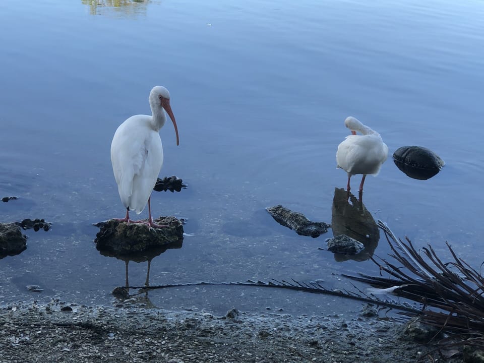 My fav Florida birds - the ibises! Did you know they were symbols of good luck?