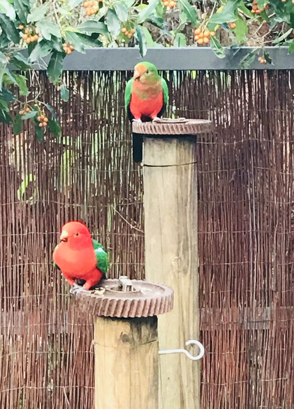 King parrots