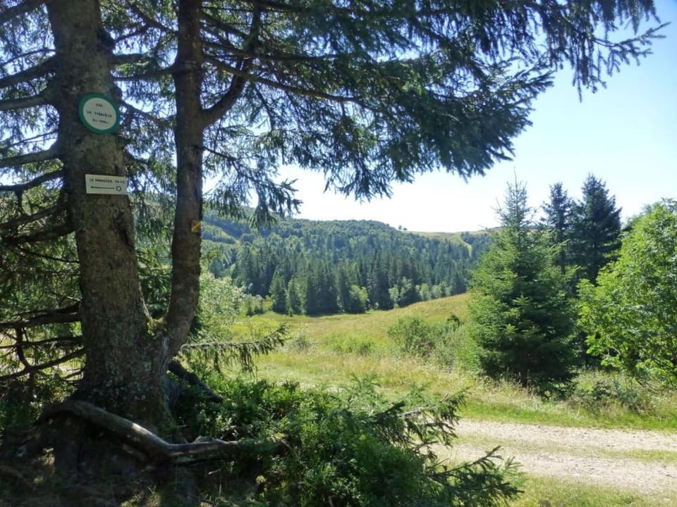 Region [summer] (>5 km)