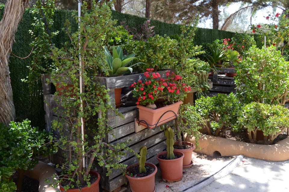 Bancales de plantas