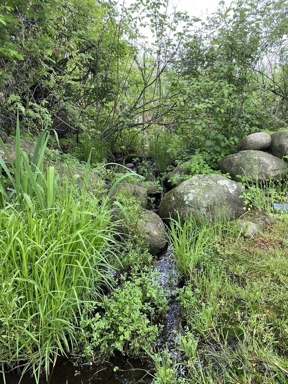 Private backyard oasis backing up to protected wetlands 