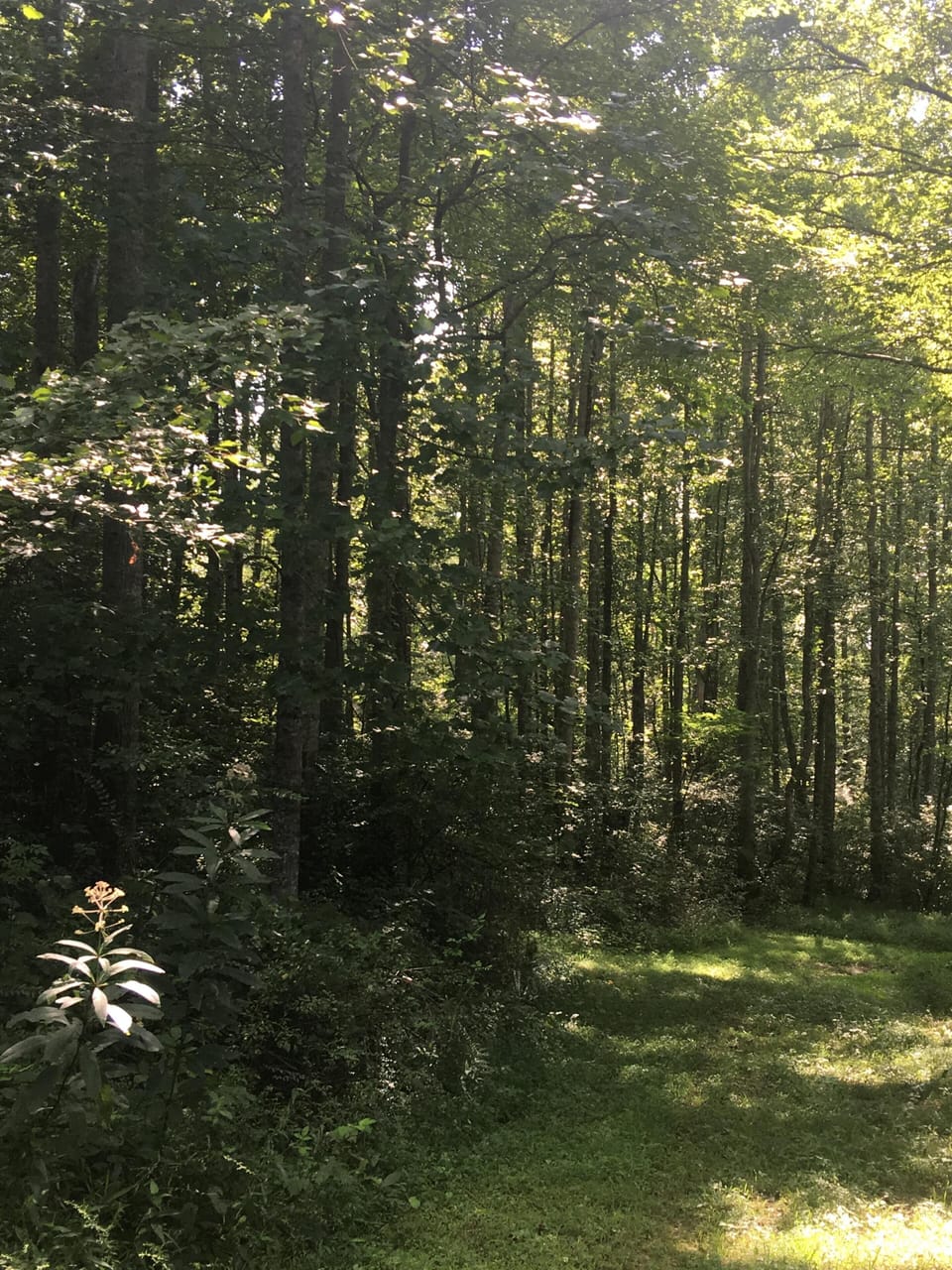 Secluded serene property