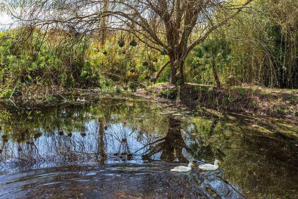 Weaver Bird Pond