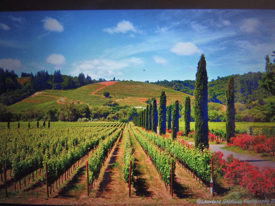 Sonoma Valley vineyards
