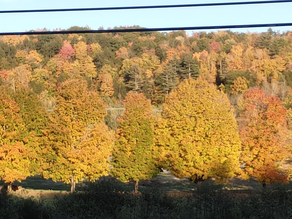Fall Foliage