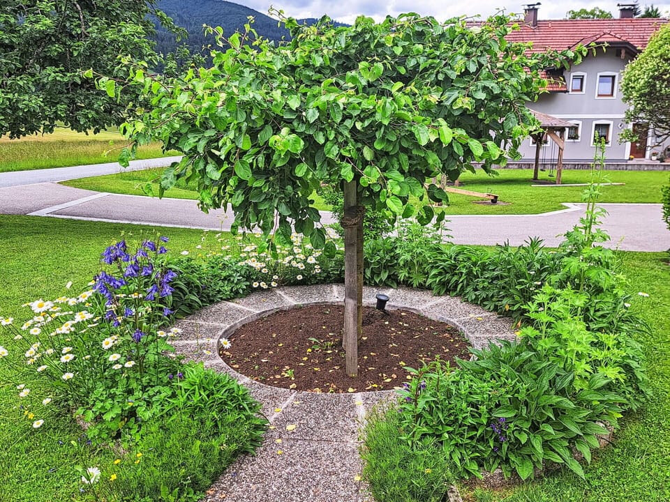 Garden, Spring, Woody Plant, Shade, Lawn, Yard, Landscaping, Soil, Backyard