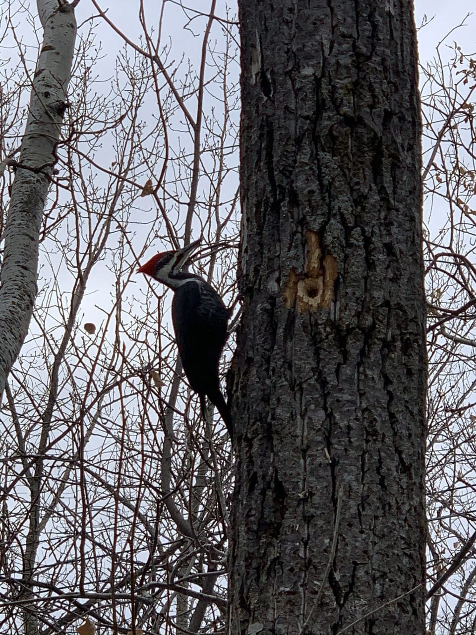 Bird watching