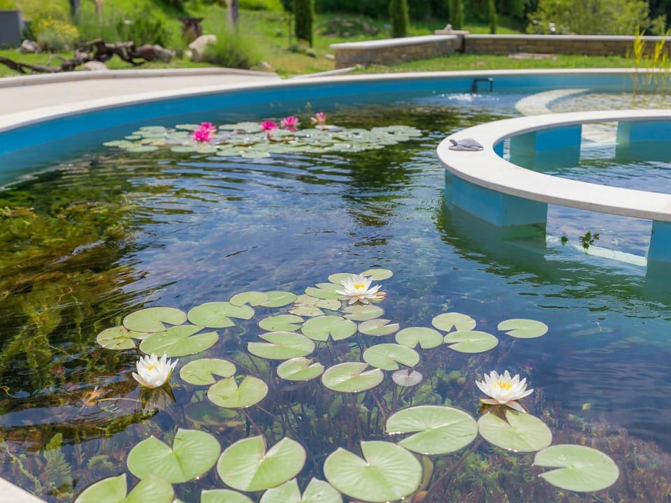 Water, Plant, Water Resources, Green, Botany, Light, Blue, Nature, Body Of Water, Flower