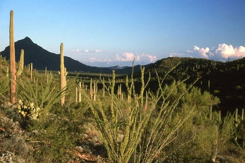 Sonoran Landscape