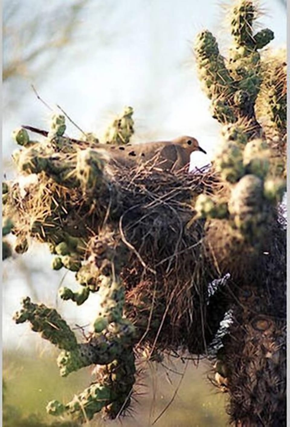 Dove Nest