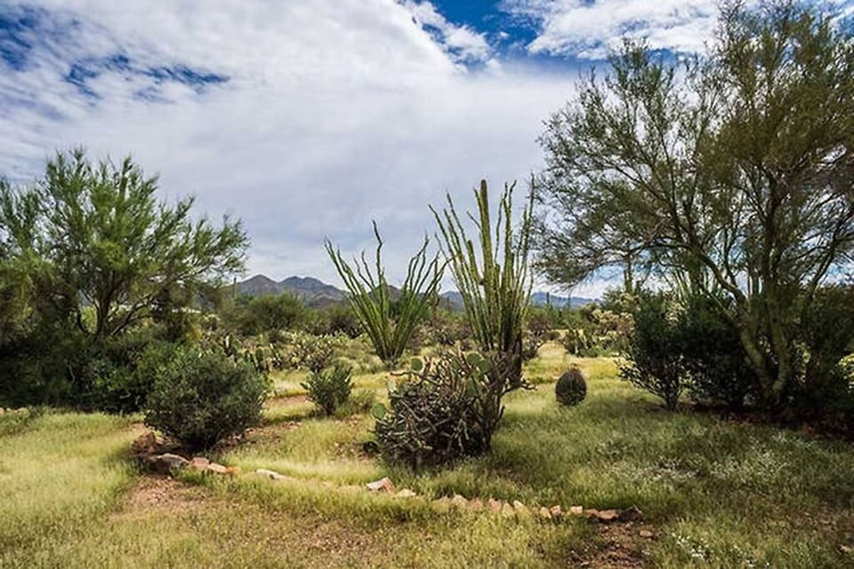 Surrounding Sonoran Desert Landscape