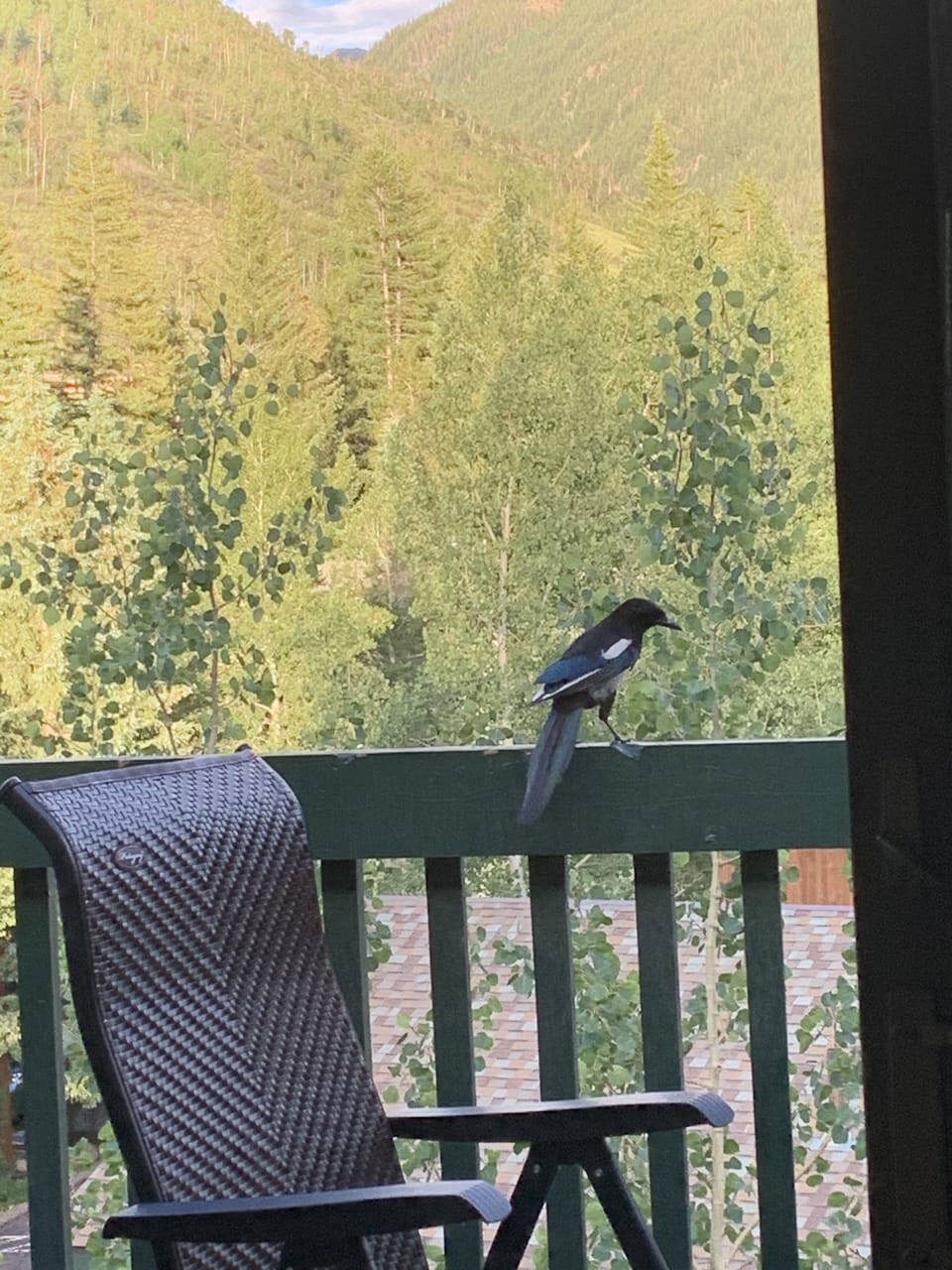 Early evening visitor