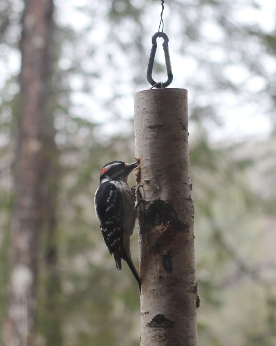 Woodpecker on feeder at the house