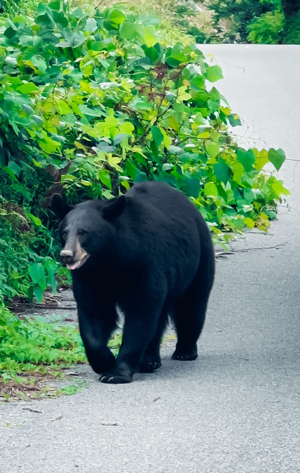 A Local Bear
