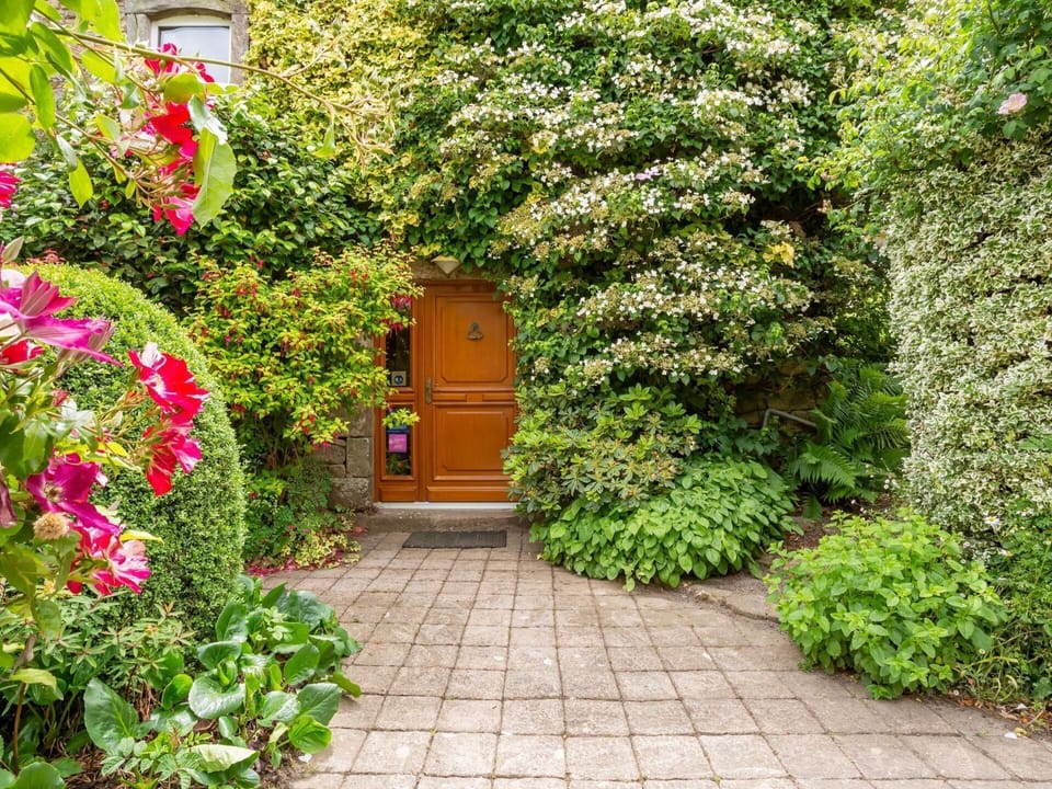 Flower, Plant, Building, Door, Road Surface, Grass, Vegetation, House, Petal, Shrub