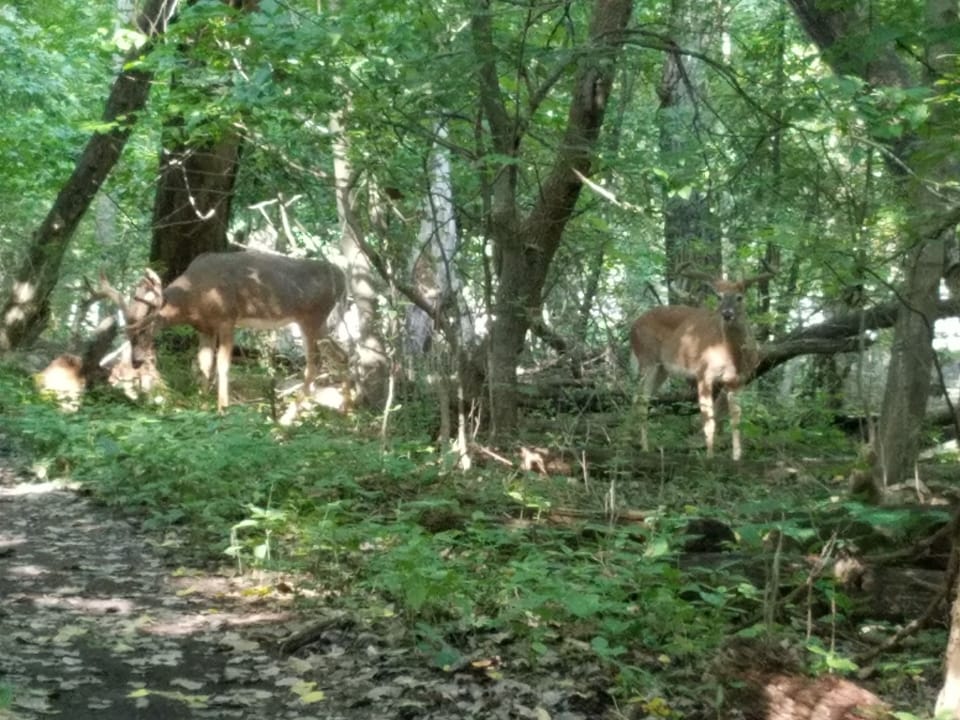 Big Bucks in Thatcher woods nearby...