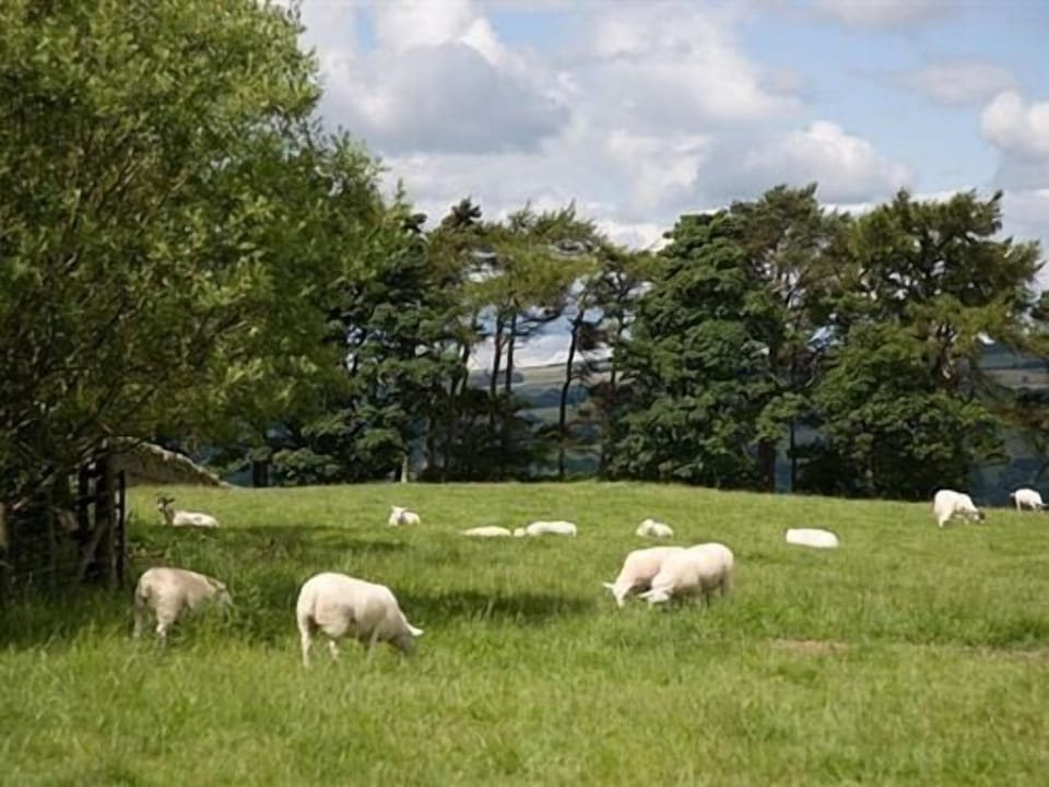 Views to the West of the sheep!
