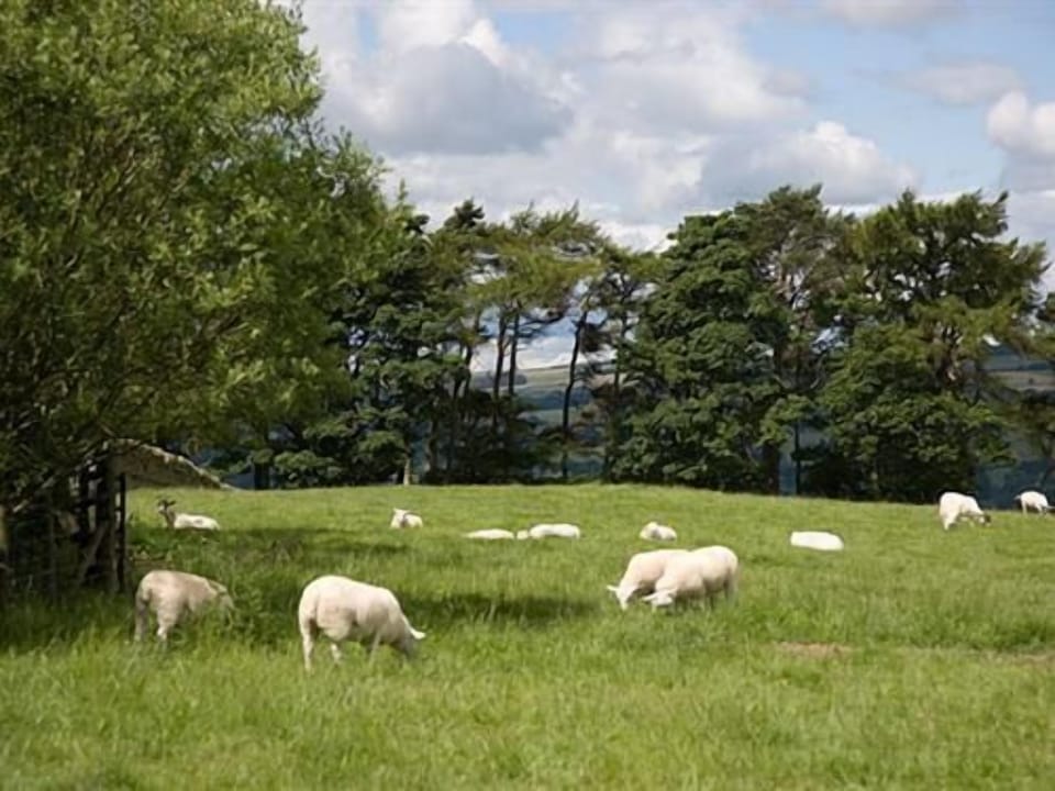 Views to the West of the sheep!